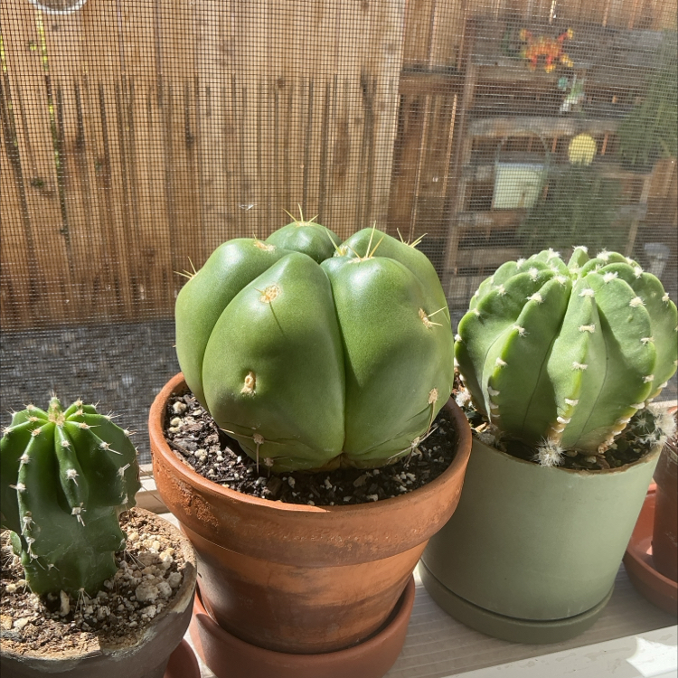 Photo of the plant species Sider Cactus by @ZestyWhiteghost named ⍴᥆ᥙᥒძ ᥴᥲkᥱ 🎂 on Greg, the plant care app