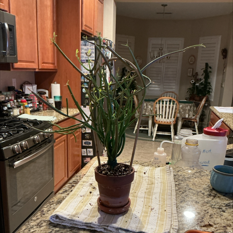 Photo of the plant species Fire Sticks by @ZestyWhiteghost named 𝗍ᥲᥡᥣ᥆r sᥕі𝖿𝗍 🐞 on Greg, the plant care app