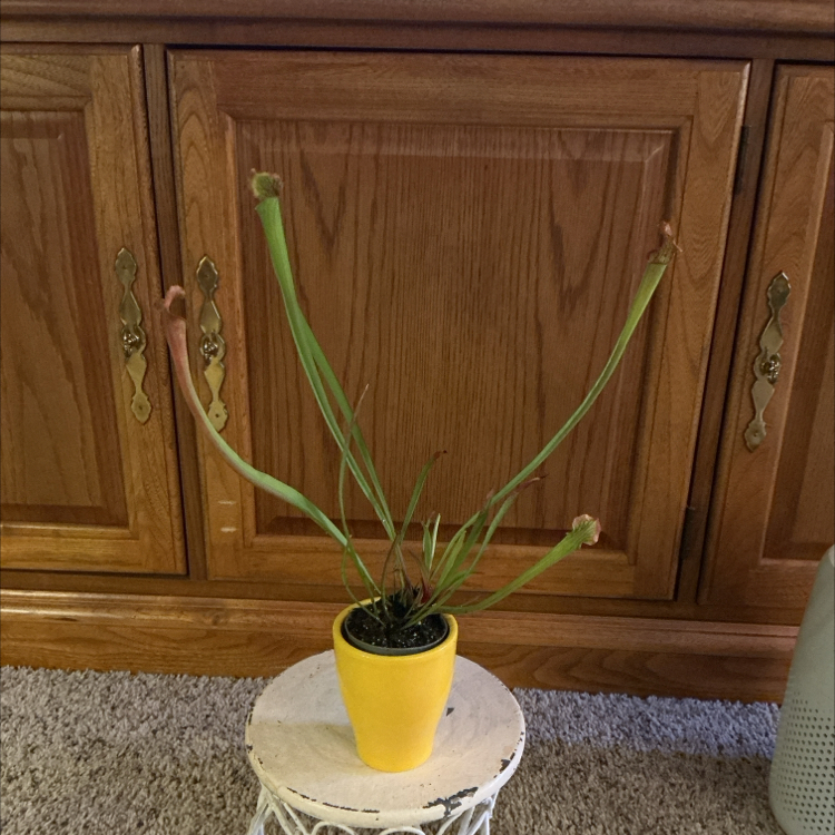 Photo of the plant species Yellow Pitcher Plant by @ZestyWhiteghost named ᥆r᥎іᥣᥣᥱ 🐨 on Greg, the plant care app
