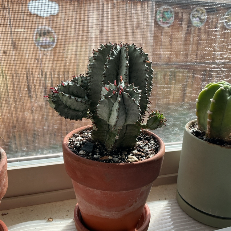 Photo of the plant species African Milk Barrel by @ZestyWhiteghost named ᥲᑲᑲᥡ 🪴 on Greg, the plant care app
