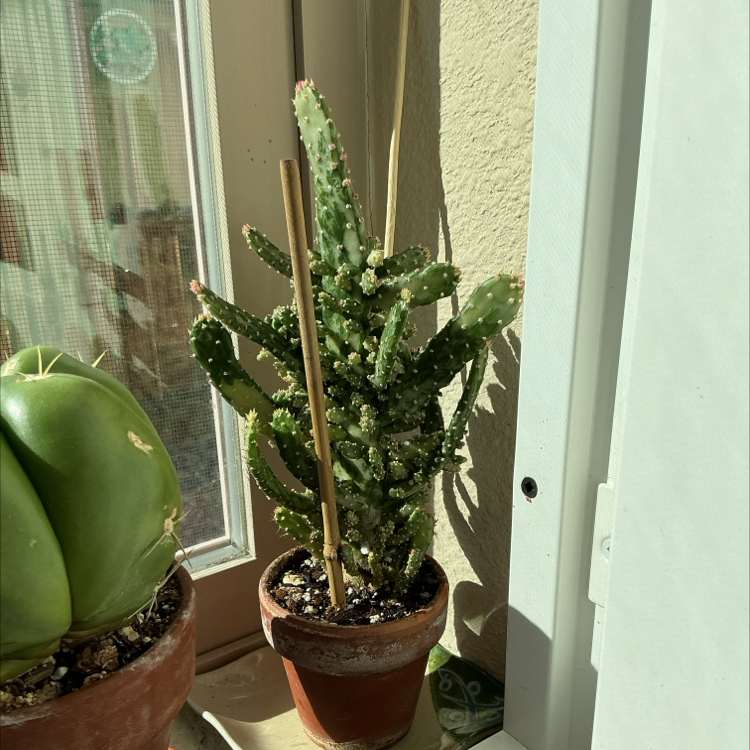 Photo of the plant species Variegated Joseph's Coat by @ZestyWhiteghost named zᥱᥙs 🏜 on Greg, the plant care app