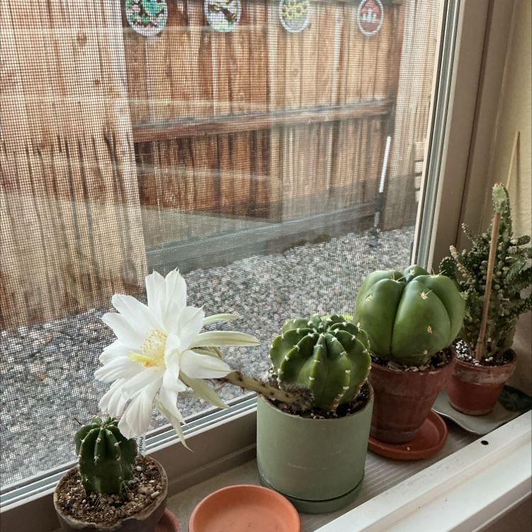 t͛o͛n͛k͛S͛ ➳༻❀✿❀༺➳