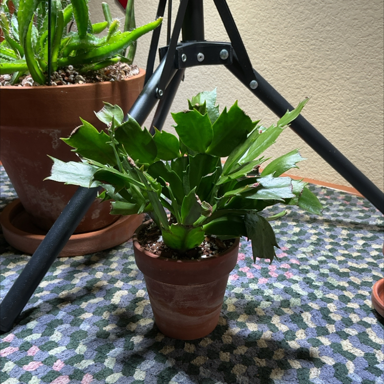 Photo of the plant species Thanksgiving Cactus by @ZestyWhiteghost named ᥱᥣm᥆ 🐢 on Greg, the plant care app