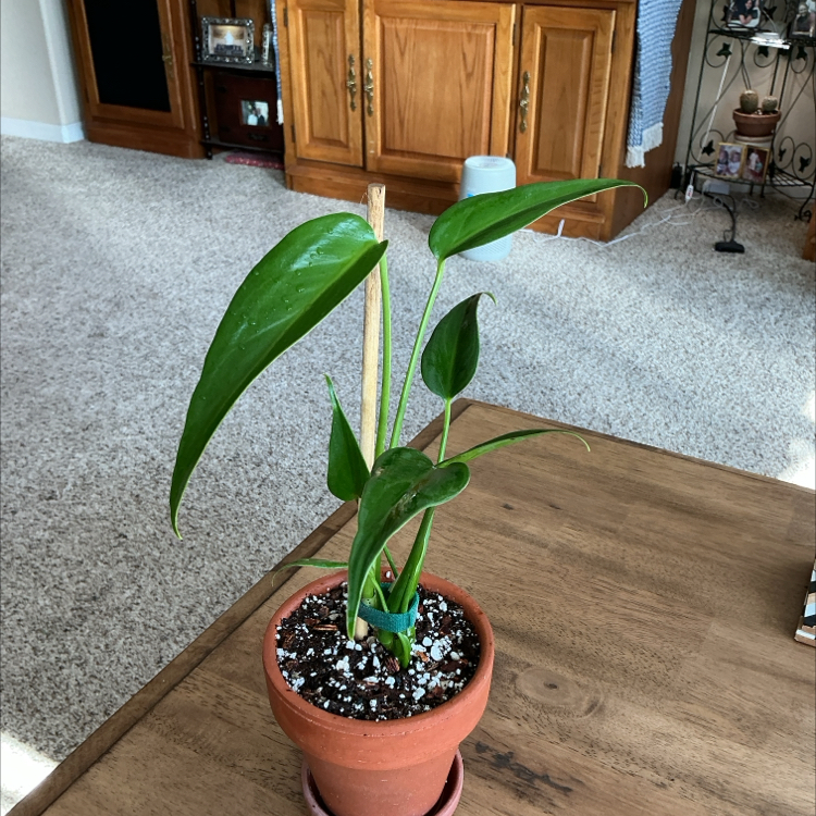 Photo of the plant species Burle Marx Flame Monstera by @ZestyWhiteghost named 𝓖𝓲𝔃𝓶𝓸 𓉣 on Greg, the plant care app