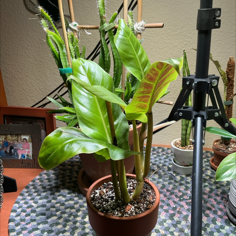 Photo of the plant species Philodendron subhastatum by @ZestyWhiteghost named a͛r͛a͛g͛O͛n͛  𓋍 on Greg, the plant care app