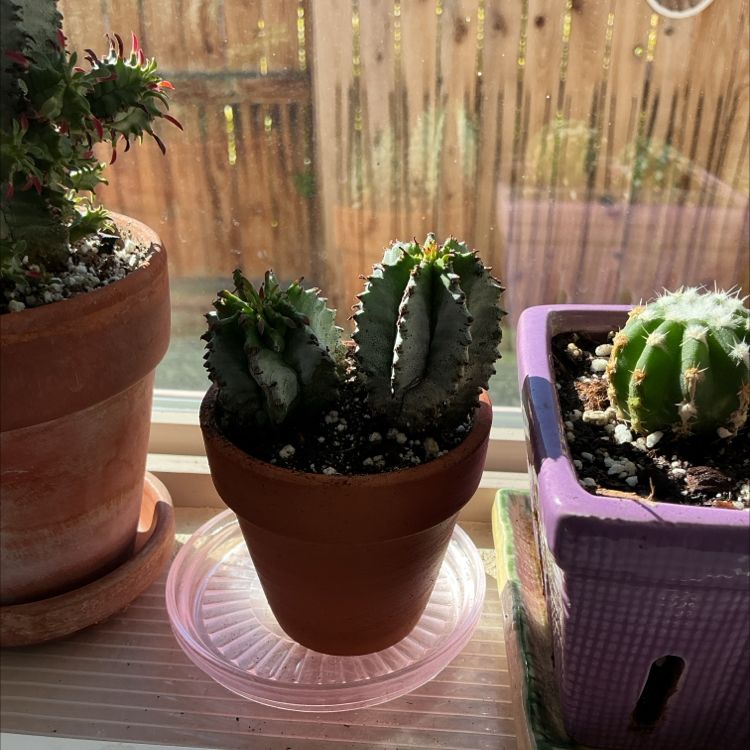 Photo of the plant species African Milk Barrel by @ZestyWhiteghost named ᥴ᥆ᥴ᥆ 🏜 on Greg, the plant care app