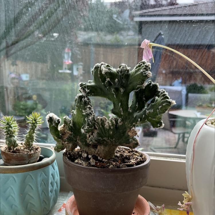 Photo of the plant species Crested Monvillea by @ZestyWhiteghost named ᥱ᥎ᥲ 🌵 on Greg, the plant care app