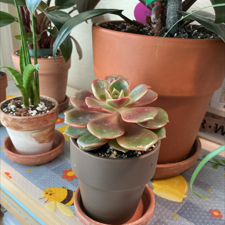 Photo of the plant species Echeveria 'Melaco' by @ZestyWhiteghost named zі᥆ᥒ 🦋 on Greg, the plant care app