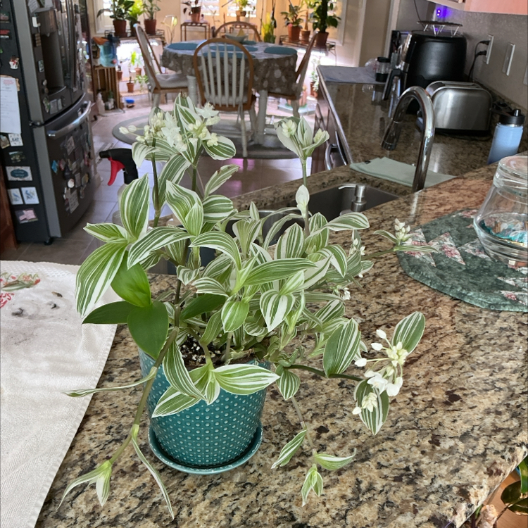 Photo of the plant species Pistachio White by @ZestyWhiteghost named G͛r͛i͛p͛h͛o͛o͛k͛ 𓅓 on Greg, the plant care app