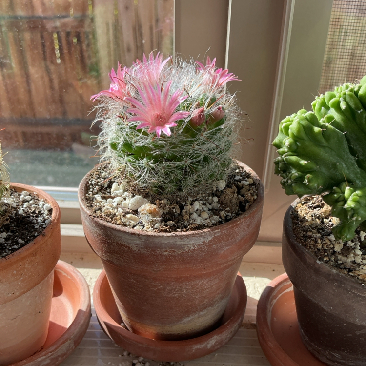 Photo of the plant species Powder Puff Cactus by @ZestyWhiteghost named 𝖿ᥣᥙ𝖿𝖿ᥡ 🦋 on Greg, the plant care app