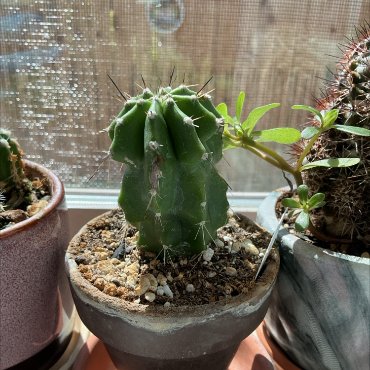 Photo of the plant species Polaskia chichipe by @ZestyWhiteghost named һᥙᥒ𝗍ᥱr 🌵 on Greg, the plant care app