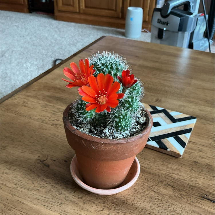 Photo of the plant species Fabris' Rebutia by @ZestyWhiteghost named ⍴ᥣᥲ𝗍᥆ ➳༻❀✿❀༺➳ on Greg, the plant care app