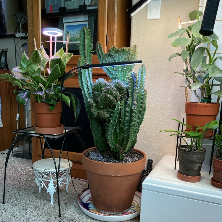 Photo of the plant species Crested African Candelabra by @ZestyWhiteghost named ᑲᥙᑲᑲᥲ 🏜 on Greg, the plant care app