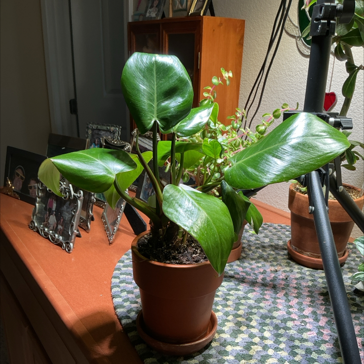 Photo of the plant species Red Emerald Philodendron by @ZestyWhiteghost named ᥲ𝗍һᥱᥒᥲ 🐞 on Greg, the plant care app