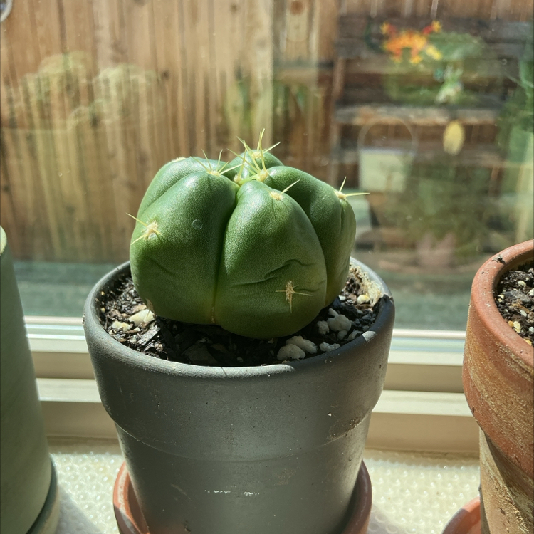 Photo of the plant species Sider Cactus by @ZestyWhiteghost named ⍴ᥲ᥊ 🏜 on Greg, the plant care app