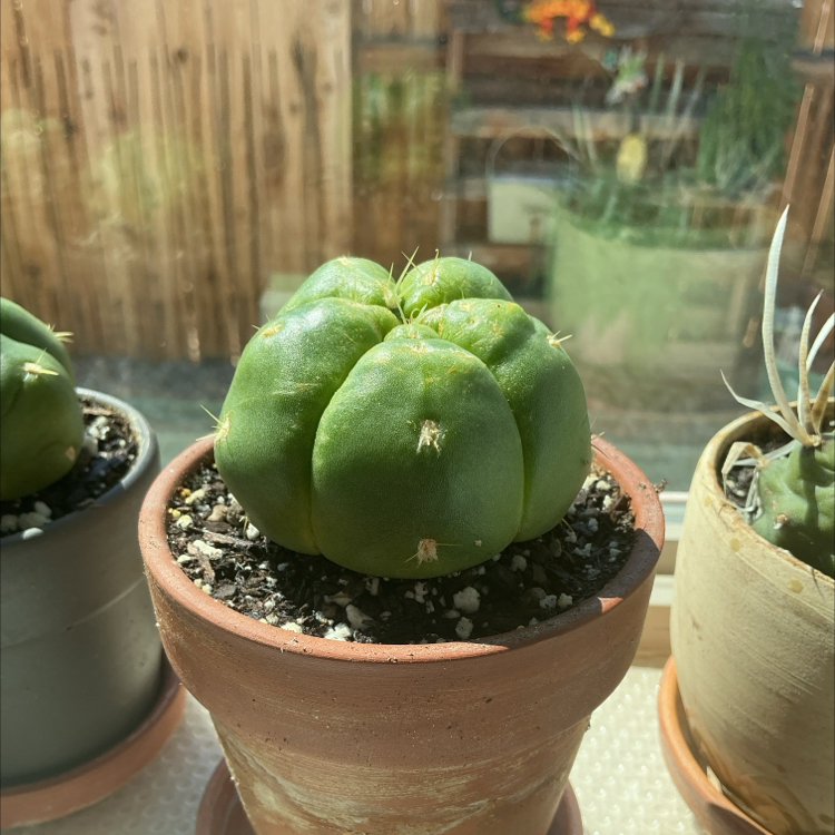 Photo of the plant species Sider Cactus by @ZestyWhiteghost named 𝖿᥆᥊᥊ᥡ 🌵 on Greg, the plant care app
