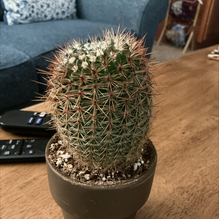 Photo of the plant species Silver Ball Cactus by @HummingbirdMint named ᑲ᥆ᥣ𝗍 🦋 on Greg, the plant care app