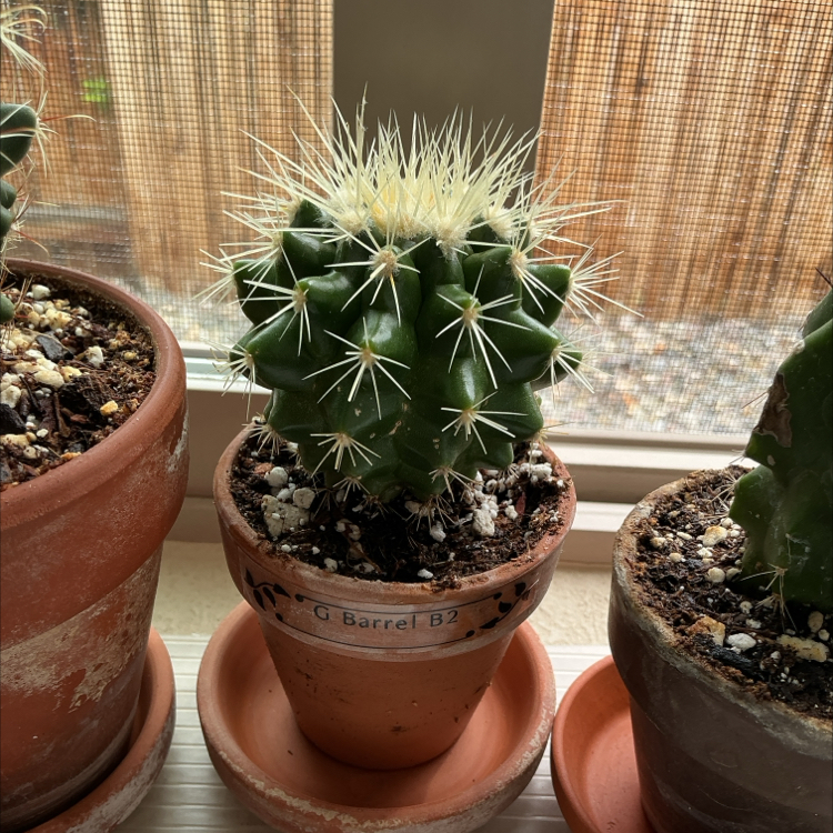 Photo of the plant species White Barrel Cactus by @ZestyWhiteghost named һ᥆ᑲᑲᥱs 🏜 on Greg, the plant care app