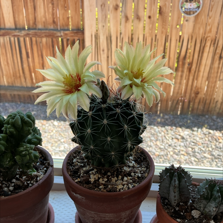 Photo of the plant species White Barrel Cactus by @ZestyWhiteghost named ⍴ᥣᥙ𝗍᥆ 🌵 on Greg, the plant care app