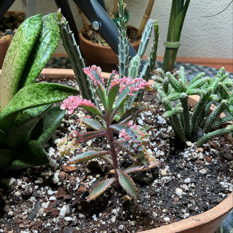 Photo of the plant species Kalanchoe 'Pink Butterflies' by @HummingbirdMint named gіzm᥆ 🦋 on Greg, the plant care app