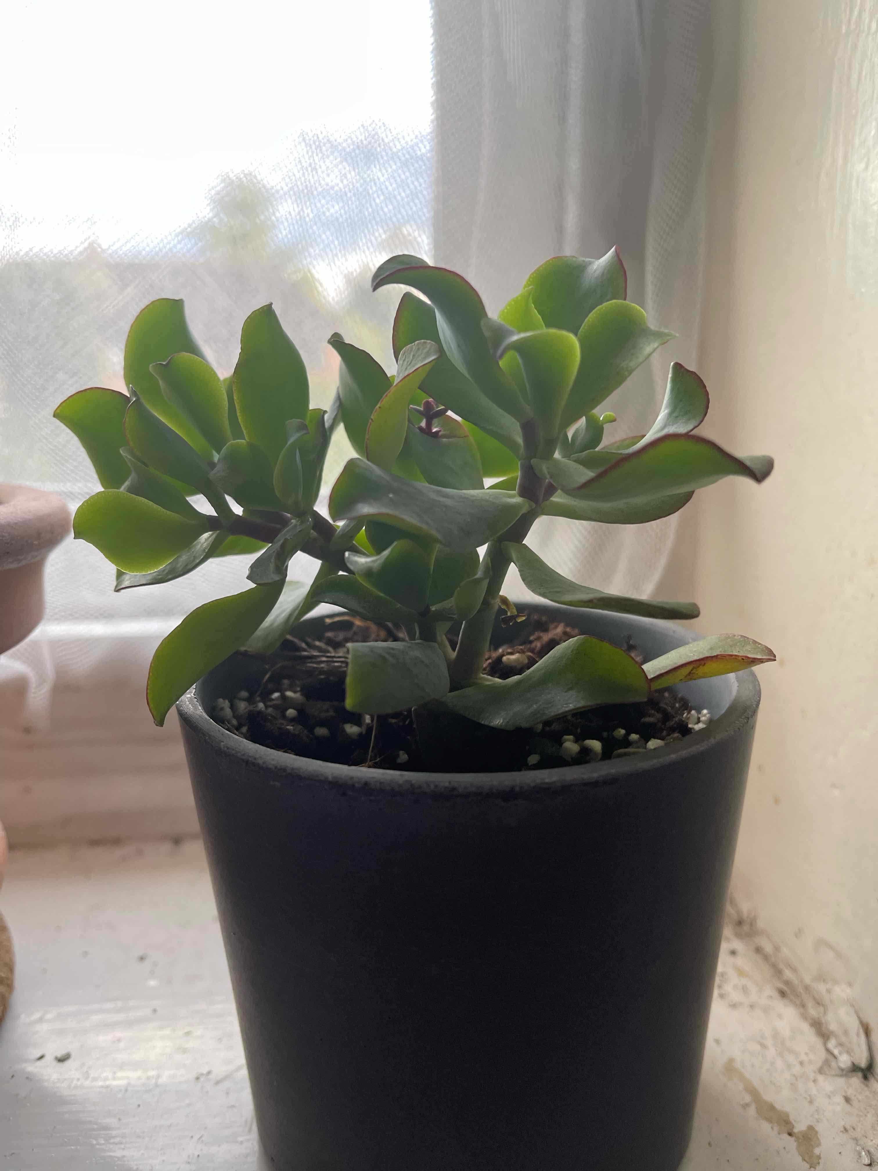 Potted Pig's Ear plant near a window with visible soil and healthy green leaves.