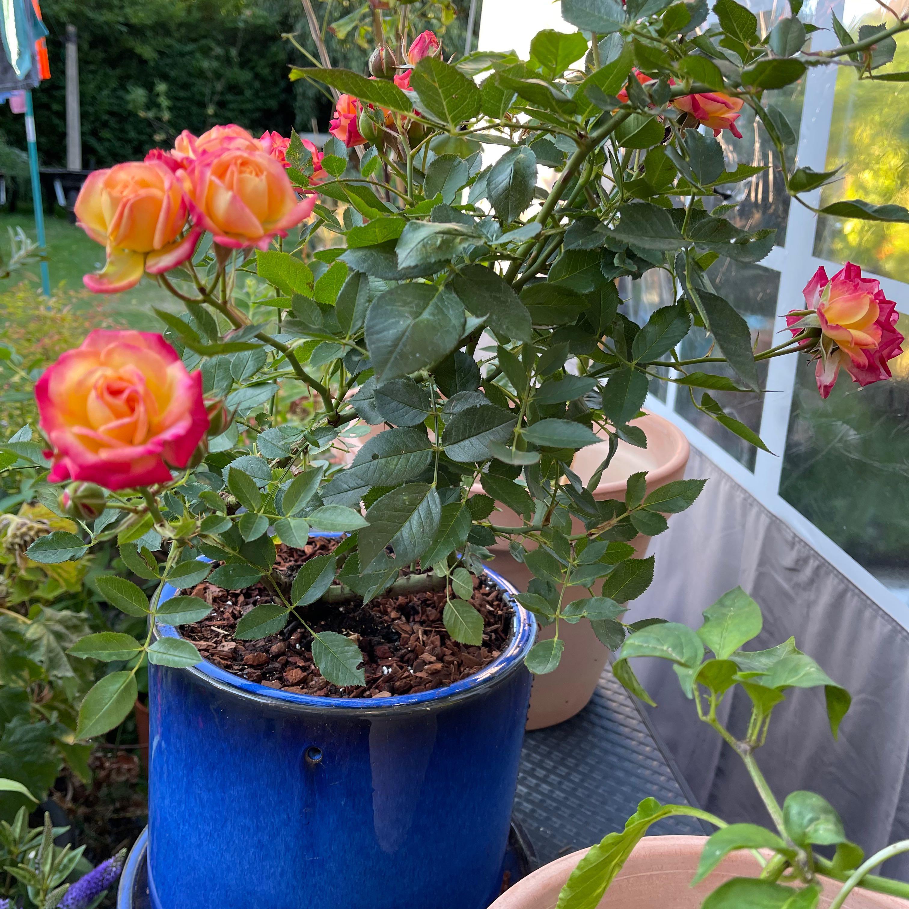 Potted Beach Rose with vibrant pink and yellow flowers in a blue pot.