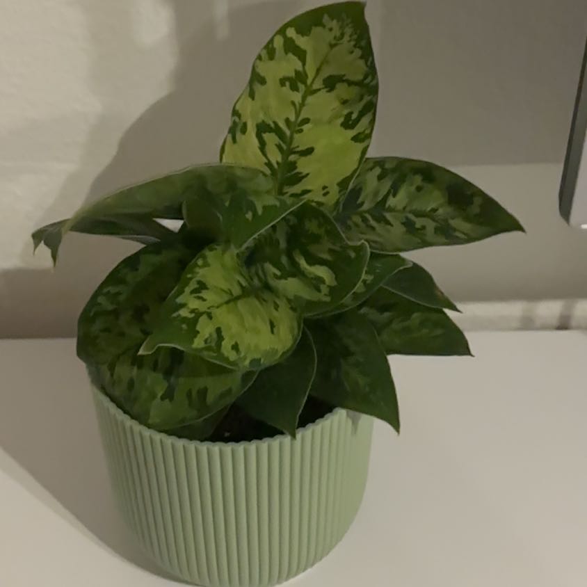 Photo of the plant species Camouflage plant by @DandyMarjoram11 named Kobe on Greg, the plant care app