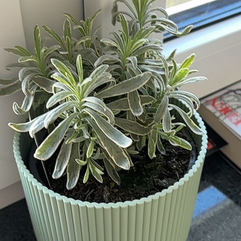 Photo of the plant species Lavender 'Platinum Blonde' by @DandyMarjoram11 named Foxxy on Greg, the plant care app