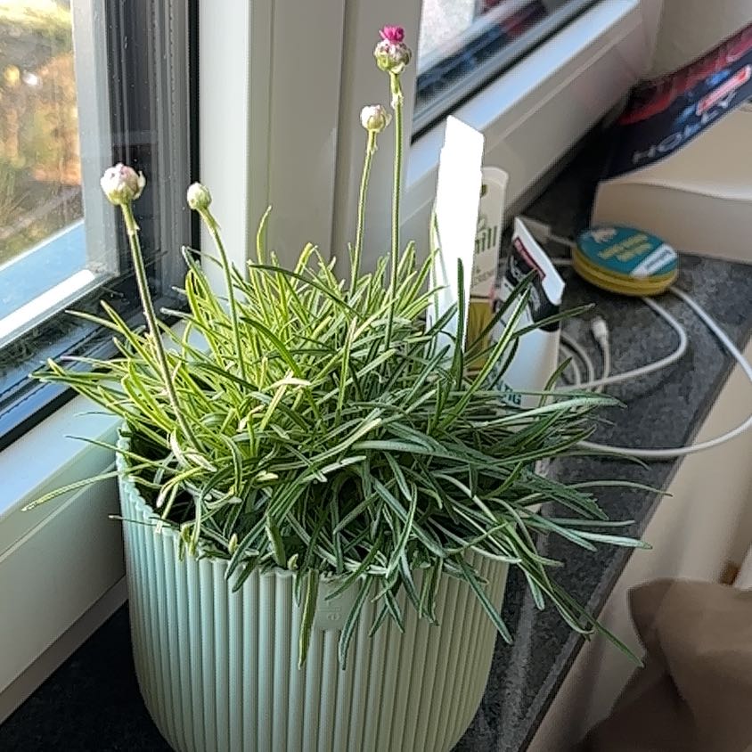 Plant care for Armeria arenaria subsp. pradetensis on Greg, the plant care app