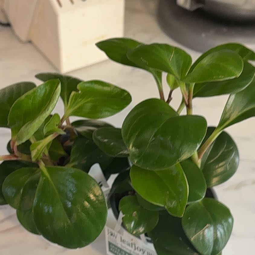 Photo of the plant species 'Salt N' Pepper' by @CongenialIvy named Ice Spice on Greg, the plant care app