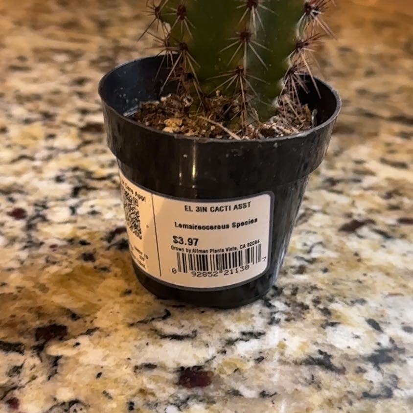 Photo of the plant species Assorted Lemaireocereus by @YeahRedvalerian named Dax on Greg, the plant care app