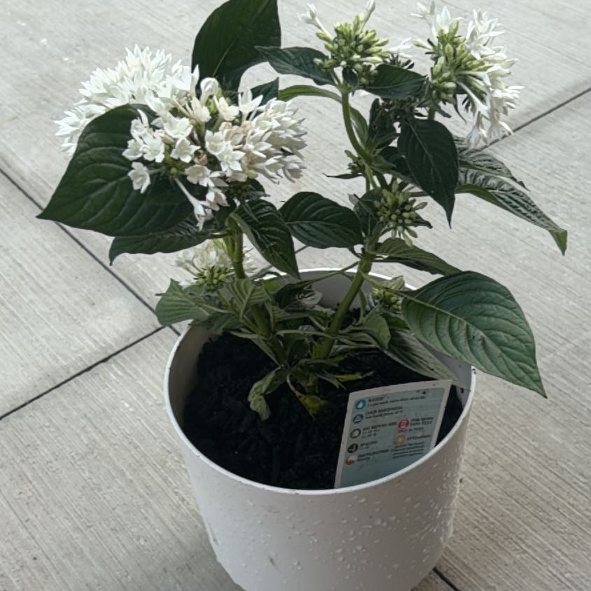 Photo of the plant species Egyptian Starcluster by @Kelsolivo named Astrolus on Greg, the plant care app