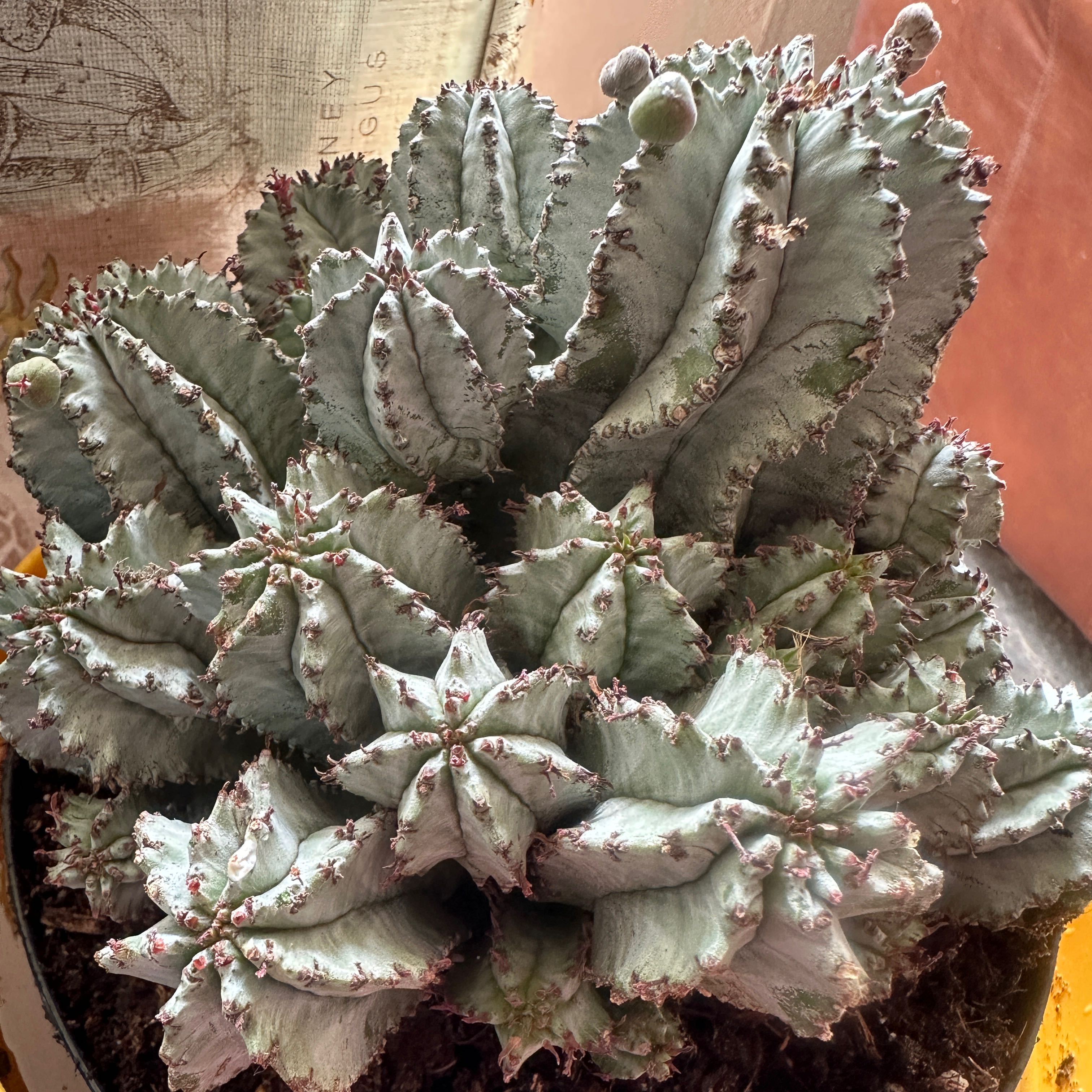 Photo of the plant species African Milk Barrel by @SnazzyTagetes named Pax on Greg, the plant care app