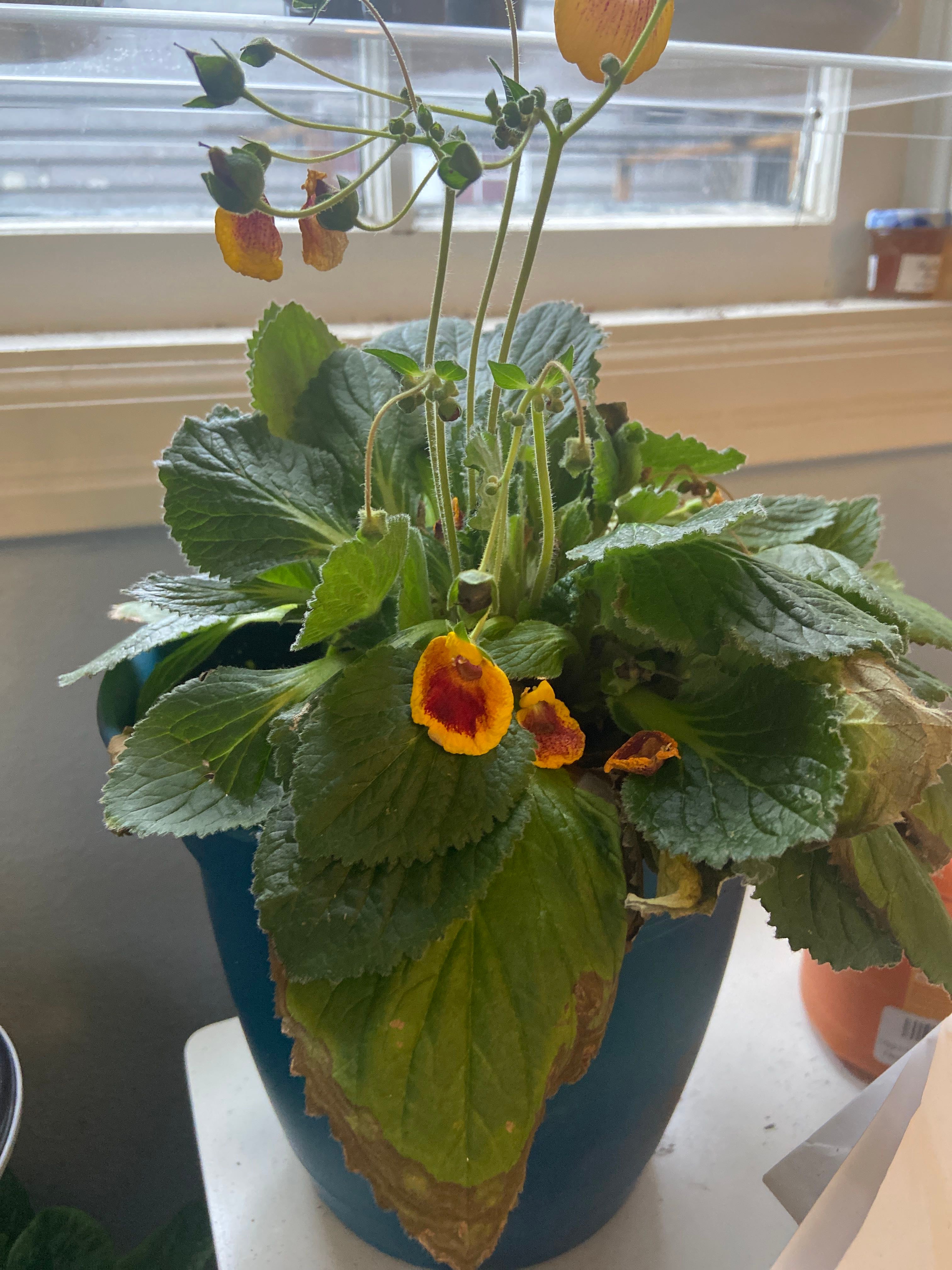 Slipper Flower Plant Care Water, Light, Nutrients Greg App 🌱