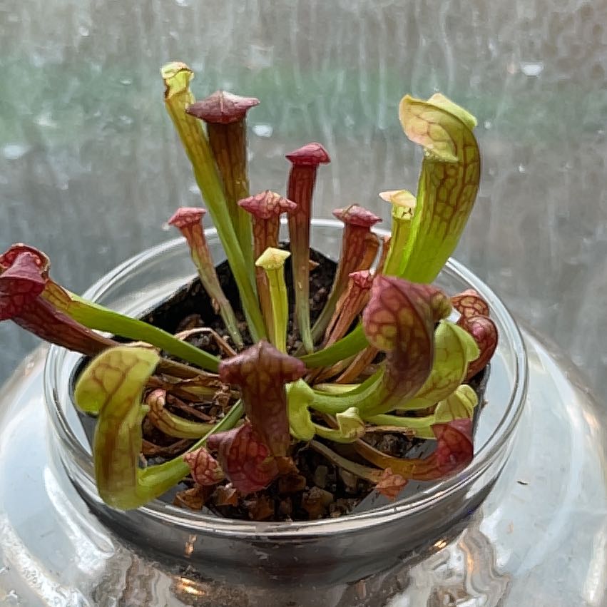 Audrey II