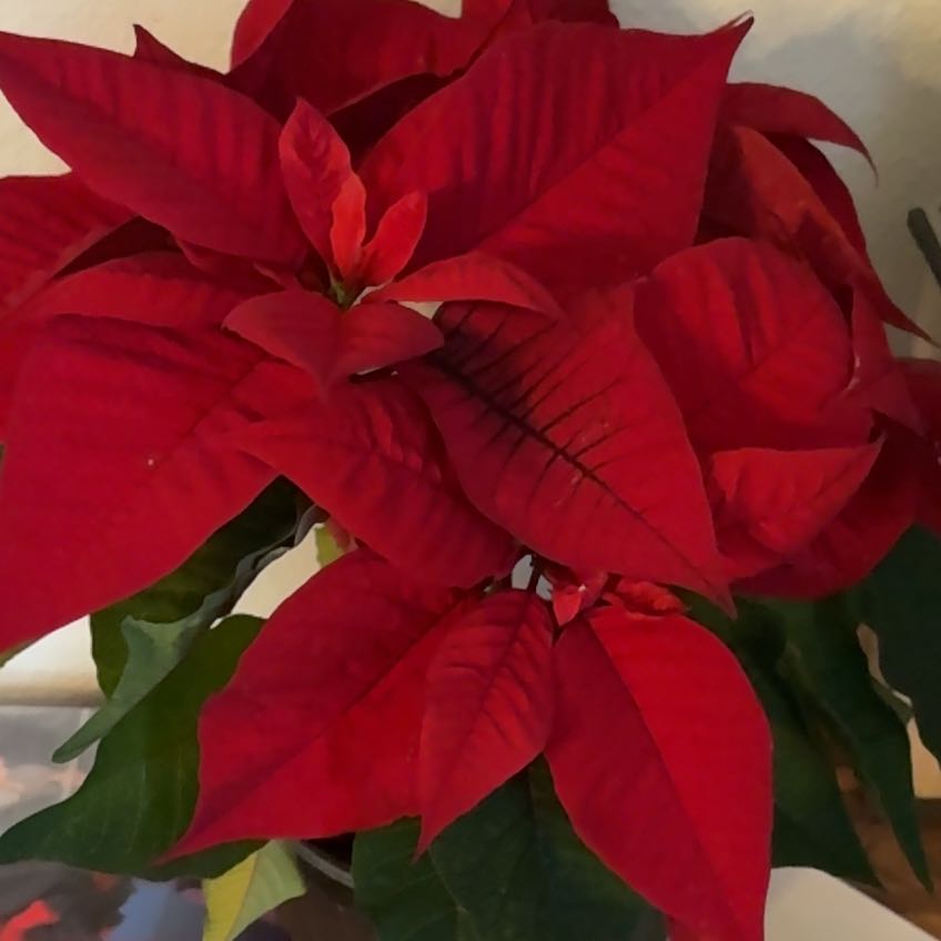 Bigleef Smalls