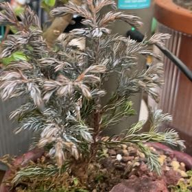 Photo of the plant species Blue Atlas Cedar by @ChampGoatweed20 named Nemo on Greg, the plant care app