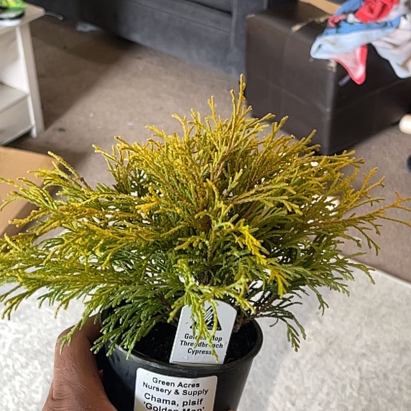 Photo of the plant species Sawara cypress by @ChampGoatweed20 named Zeus on Greg, the plant care app