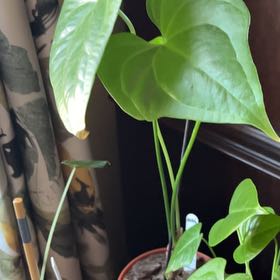 Photo of the plant species Anthurium Fingers by @ZestyAnacahuita named Winston on Greg, the plant care app