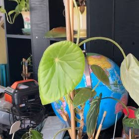 Photo of the plant species Begonia Icana by @ZestyAnacahuita named Homer on Greg, the plant care app