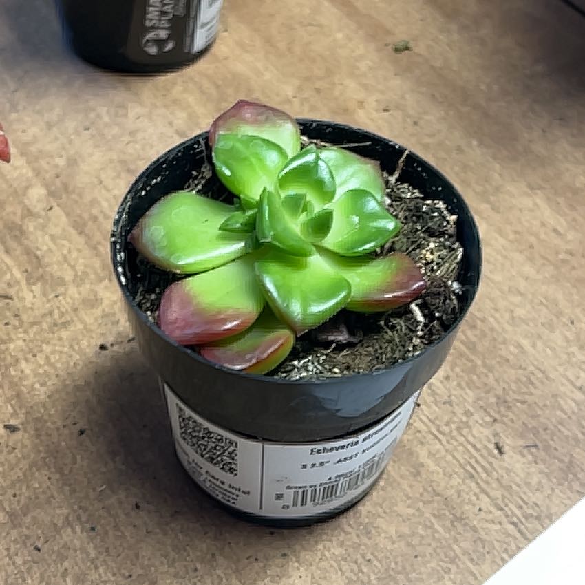 Photo of the plant species Echeveria 'Atroviridis' by @IconIvygourd40 named Winston on Greg, the plant care app