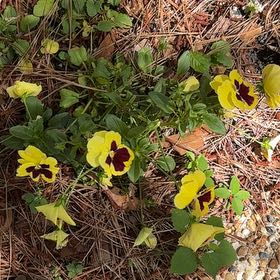 Photo of the plant species Smooth Yellow Violet by @TidySoursop89 named Beckham on Greg, the plant care app