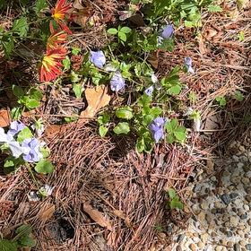 Photo of the plant species American Liverleaf by @TidySoursop89 named Taylor Swift on Greg, the plant care app