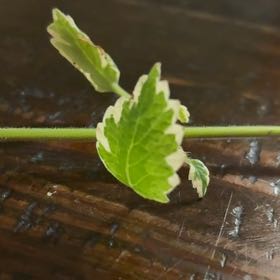 Photo of the plant species Fringe Cup by @TidySoursop89 named Aristotle on Greg, the plant care app
