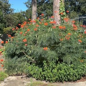 Photo of the plant species African Tuliptree by @TidySoursop89 named Dax on Greg, the plant care app