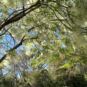 Photo of the plant species Fringetree by @TidySoursop89 named Bieber on Greg, the plant care app
