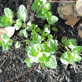 Photo of the plant species Northern Twinflower by @TidySoursop89 named Mollie on Greg, the plant care app