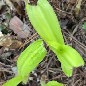 Photo of the plant species Canada Mayflower by @TidySoursop89 named Nithin on Greg, the plant care app
