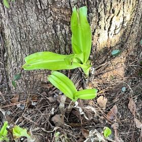 Photo of the plant species Yellow Clintonia by @TidySoursop89 named Sherlock on Greg, the plant care app