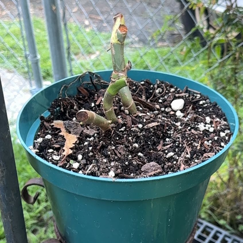Photo of the plant species Philodendron 'Jose Buono' by @GreenGoblin96 named Forrest on Greg, the plant care app